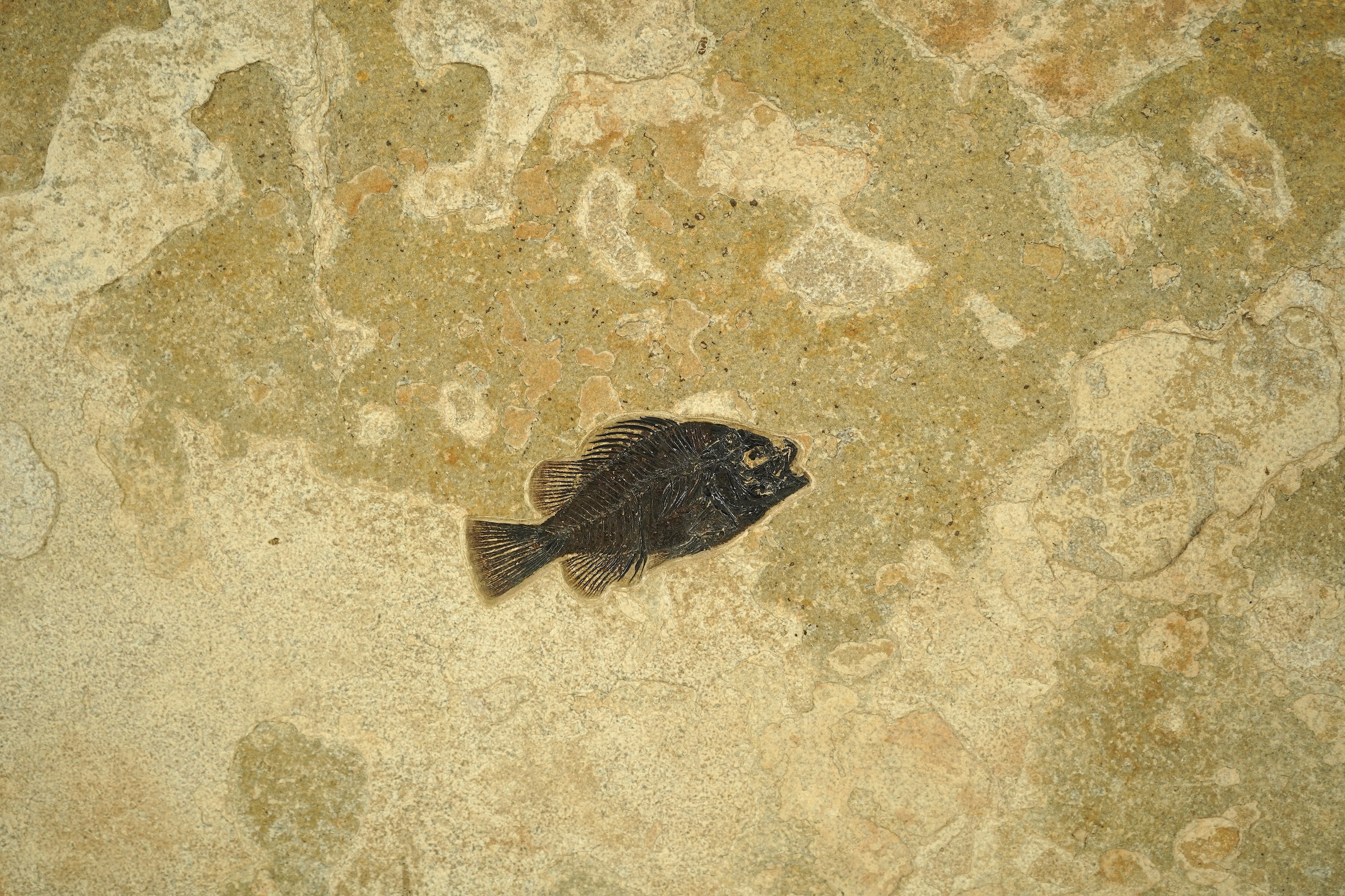 A large and impressive fish fossil triptych